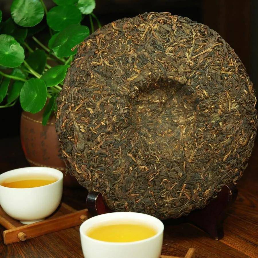 普洱茶是由什么树种制成的呢？