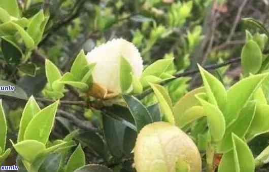 野山茶之韵，一部短剧的深度解读