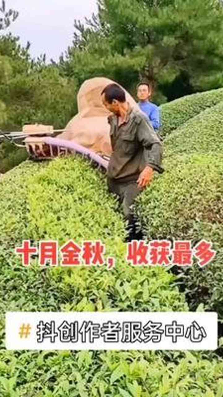 茶人茶事茶生活普洱茶