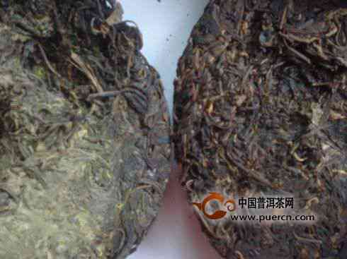 广州藏普洱茶的地方