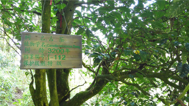 云南天德古茶树的稀有价值与市场行情分析