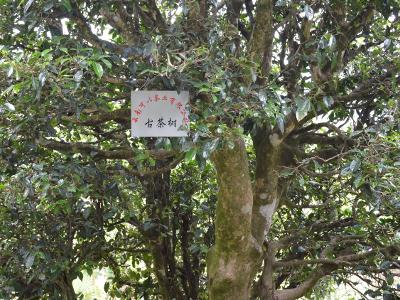 云南天德古茶树的稀有价值与市场行情分析