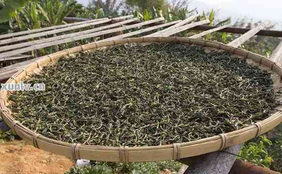 揭秘普洱茶制作过程：一斤成品所需的茶青重量解析