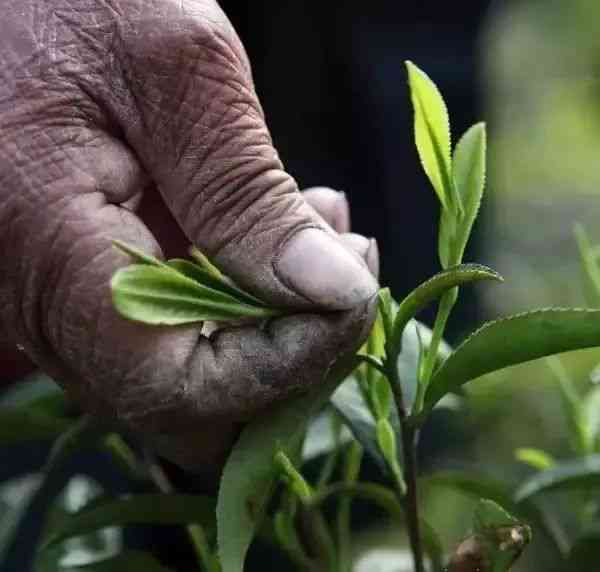 普洱茶的味道究竟应该是什么味道：探究普洱茶的口感特点