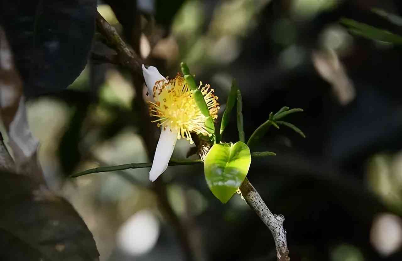 普洱茶的味道究竟应该是什么味道：探究普洱茶的口感特点