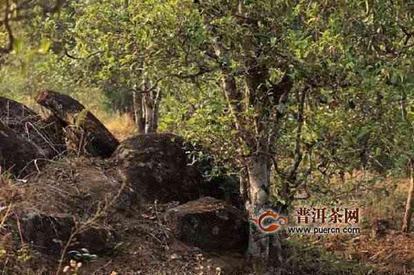 昔归忙麓山古树茶价格：2018年的昔归忙麓山古树茶特点和价值