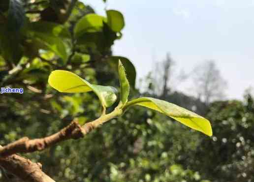 云南普洱茶生态环境分析：生长环境特征与影响