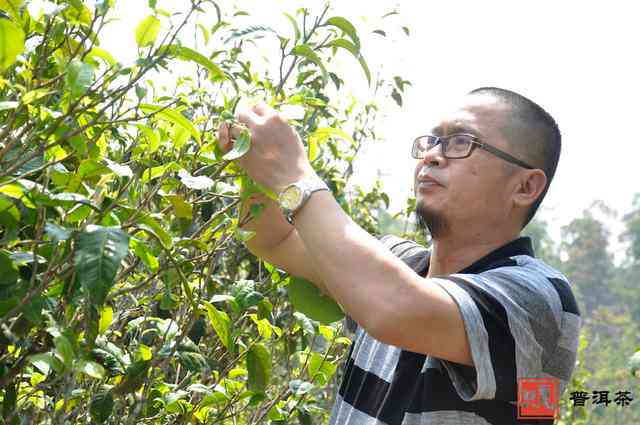 普洱古树春茶难买原因及价格，你想知道吗？