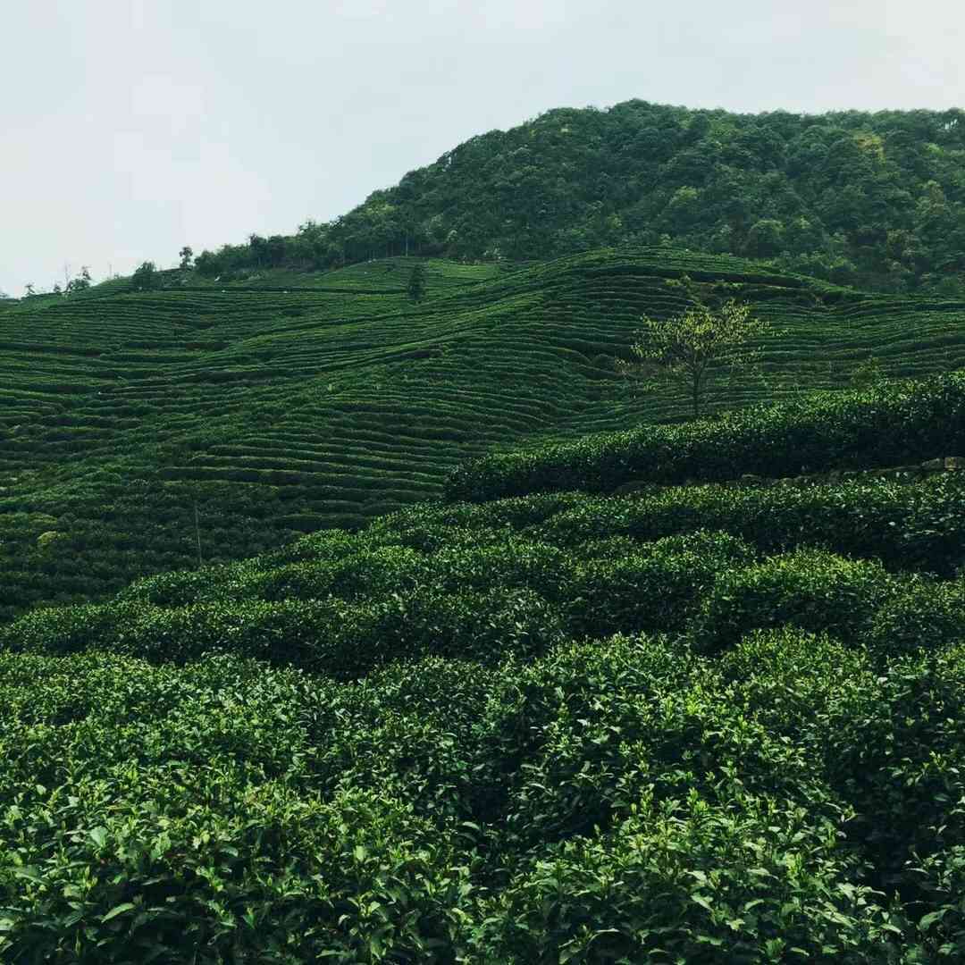 普洱茶的分类：红茶还是清茶？解答所有疑问