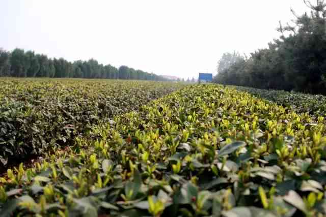 探索聊城市茶叶场的最新位置与体验