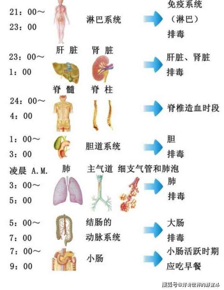 普洱茶和人参同时泡饮的科学原理与注意事项