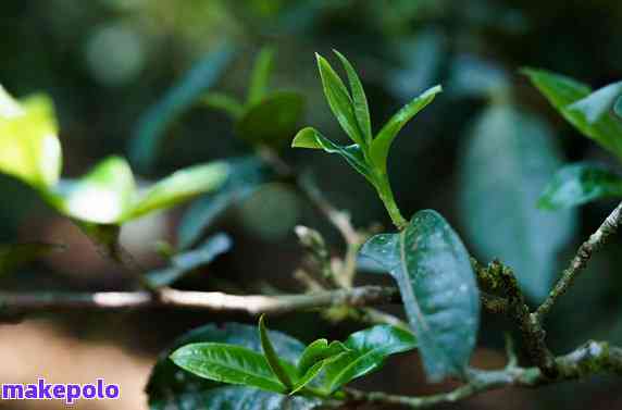 普洱茶为什么有草青味：探讨普洱茶中的独特风味及其原因