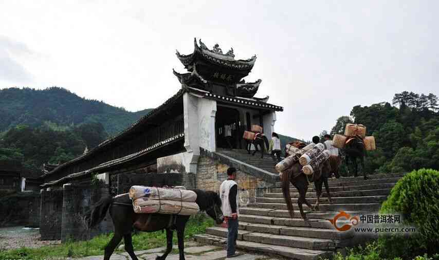 新普洱茶之旅：茶马古道上的摄制念品茶饼探秘