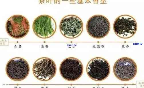 普洱茶散茶：品种对比与口感分析，哪种更适合您的口味？