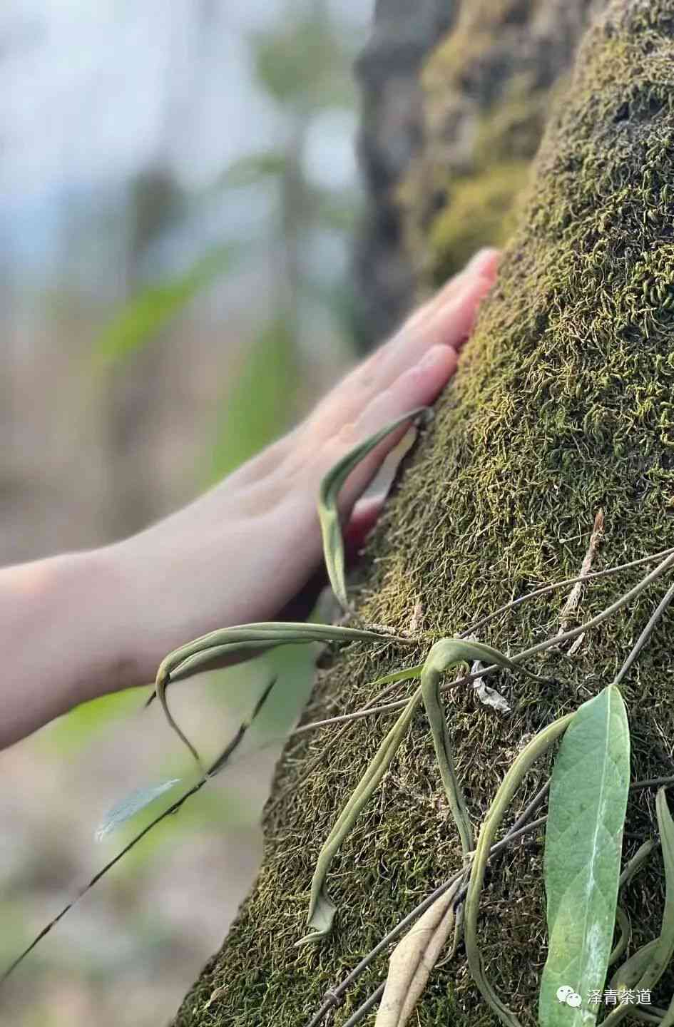 普洱茶入口粘稠是否正常？喝了会有什么影响？如何判断普洱茶的质量？