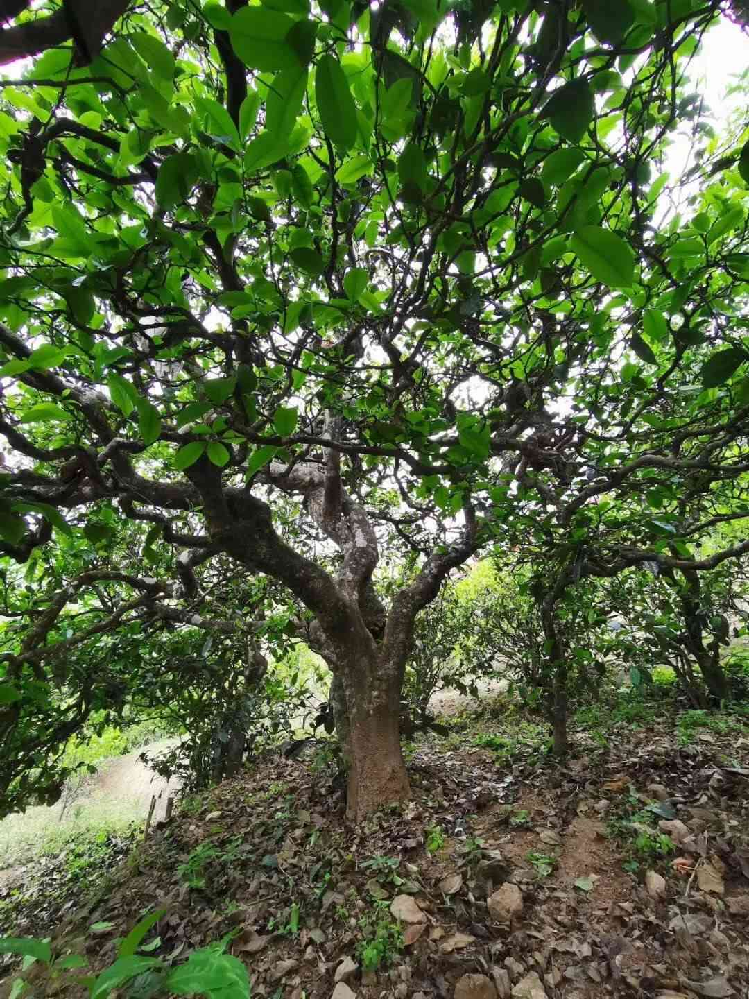 2014年份冰岛古树普洱茶：口感独特，收藏稀有佳品