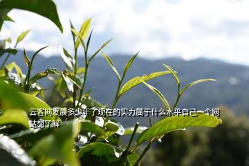 云客小支茶官网：探索丰富口感与品质的茶叶，购买及了解相关信息