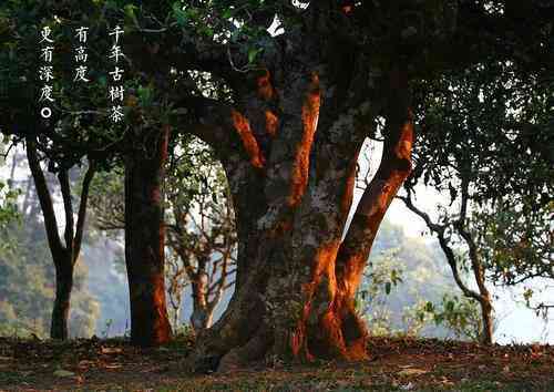 云南普洱古树茶价格：正宗古树普洱多少钱一斤？