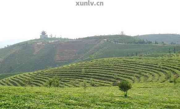 云南景茶叶市场与种植基地：公司注册及生产基地概况