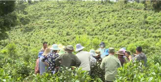 西双版纳勐海南糯山：古茶厂、姑娘寨与澳洲坚果的综合体验——龙圆号