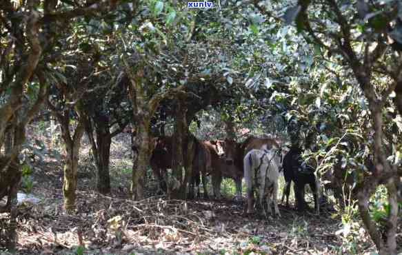 老班章之一村熟茶：品质、产地与独特风味的综合解析