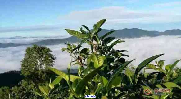 布朗山普洱茶：口感与特点的完美融合，让你一试难忘