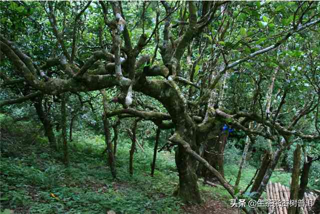 南糯山古树茶：普洱茶中的独特地位与价值解析