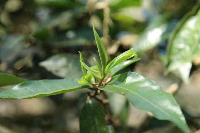 南糯山古树茶：口感特点、品鉴方法及适合搭配食物一文解析