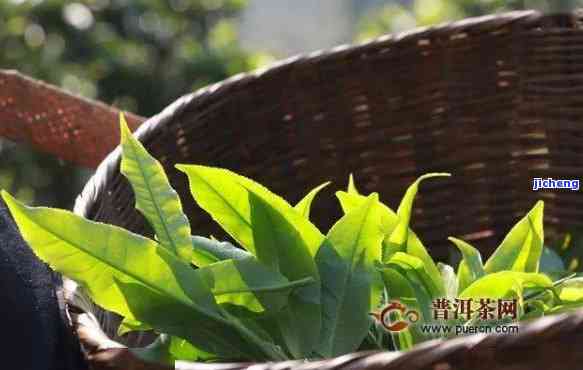 大森林普洱茶特点介绍大全：价格、功效与品鉴攻略