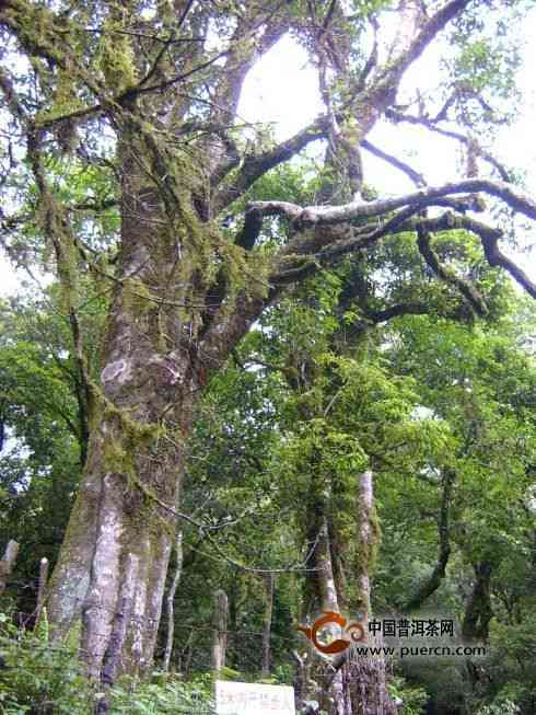 千家寨古树茶生普价格2021:探究2008年与现价的差异