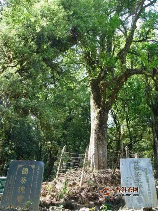 '千家寨普洱茶特点口感：古树茶与普洱茶的区别与融合'