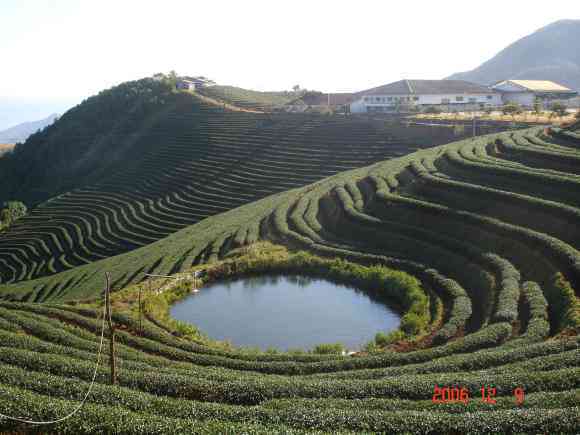 一亩普洱茶园的产量大概是多少？如何计算普洱茶叶的总产量？