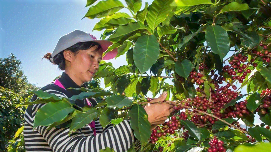 一亩普洱茶园的产量大概是多少？如何计算普洱茶叶的总产量？