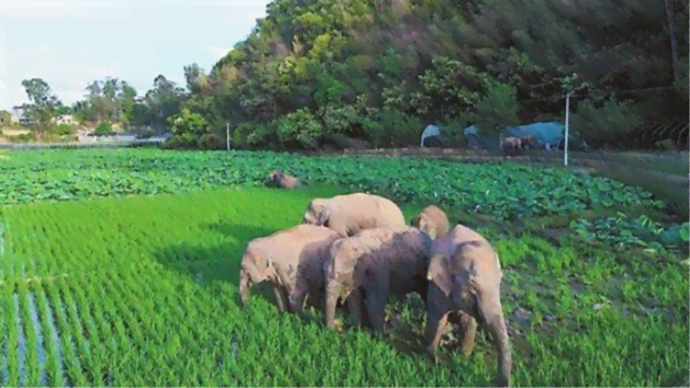 西双版纳野象：谈西双版纳野象保护——自然保护区、出走与活动范围