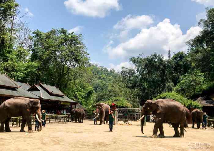 探秘西双版纳野象谷：一场与巨型野生动物的亲密接触之旅