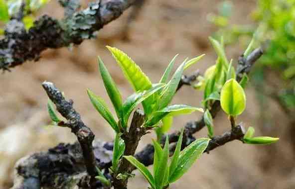 探究普洱茶耐泡之谜：从茶树品种、制作工艺到口感体验的全方位分析