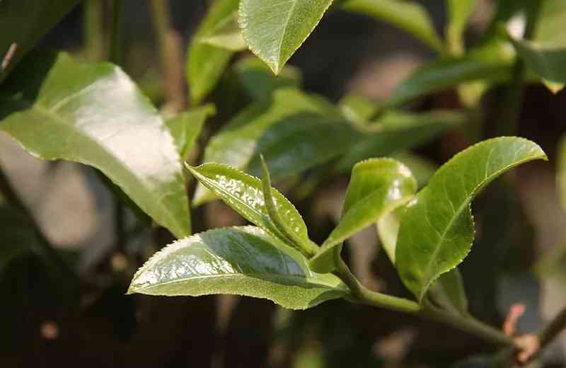 探究普洱茶耐泡之谜：从茶树品种、制作工艺到口感体验的全方位分析