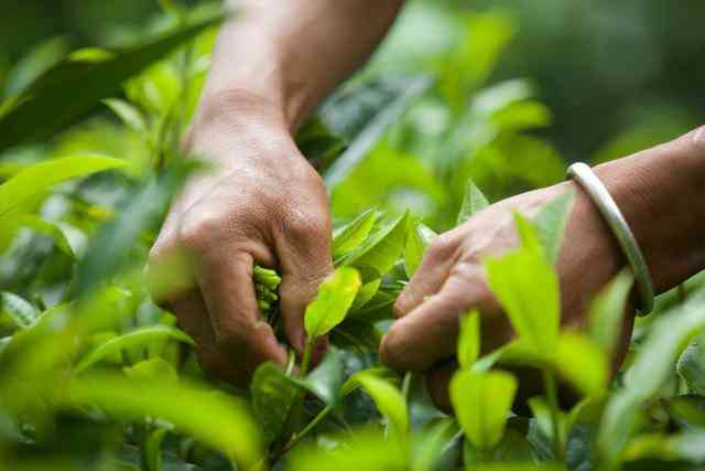 普洱茶饼里面有茶杆吗？能喝吗？ - 了解普洱茶的制程与茶杆的存在