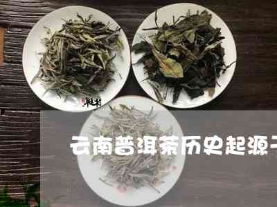 普洱茶古茶之源是什么