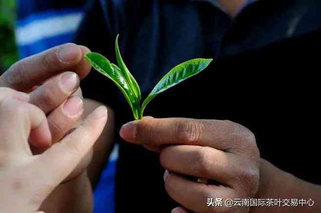 老叶普洱茶散茶怎么泡