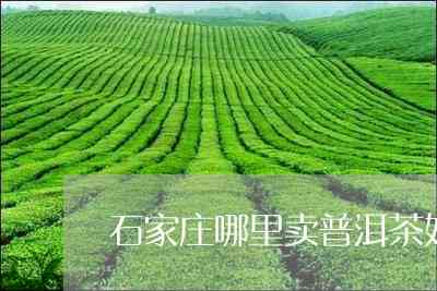 石家的普洱茶产地是哪里？