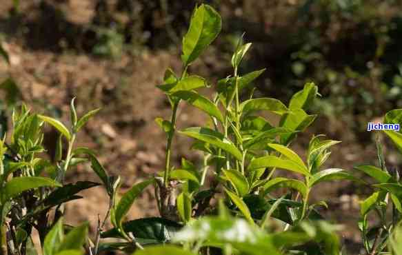 石家的普洱茶产地是哪里？