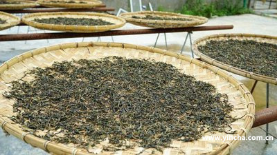 2011年云南大叶种普洱茶：阿里批发价格与生茶的魅力