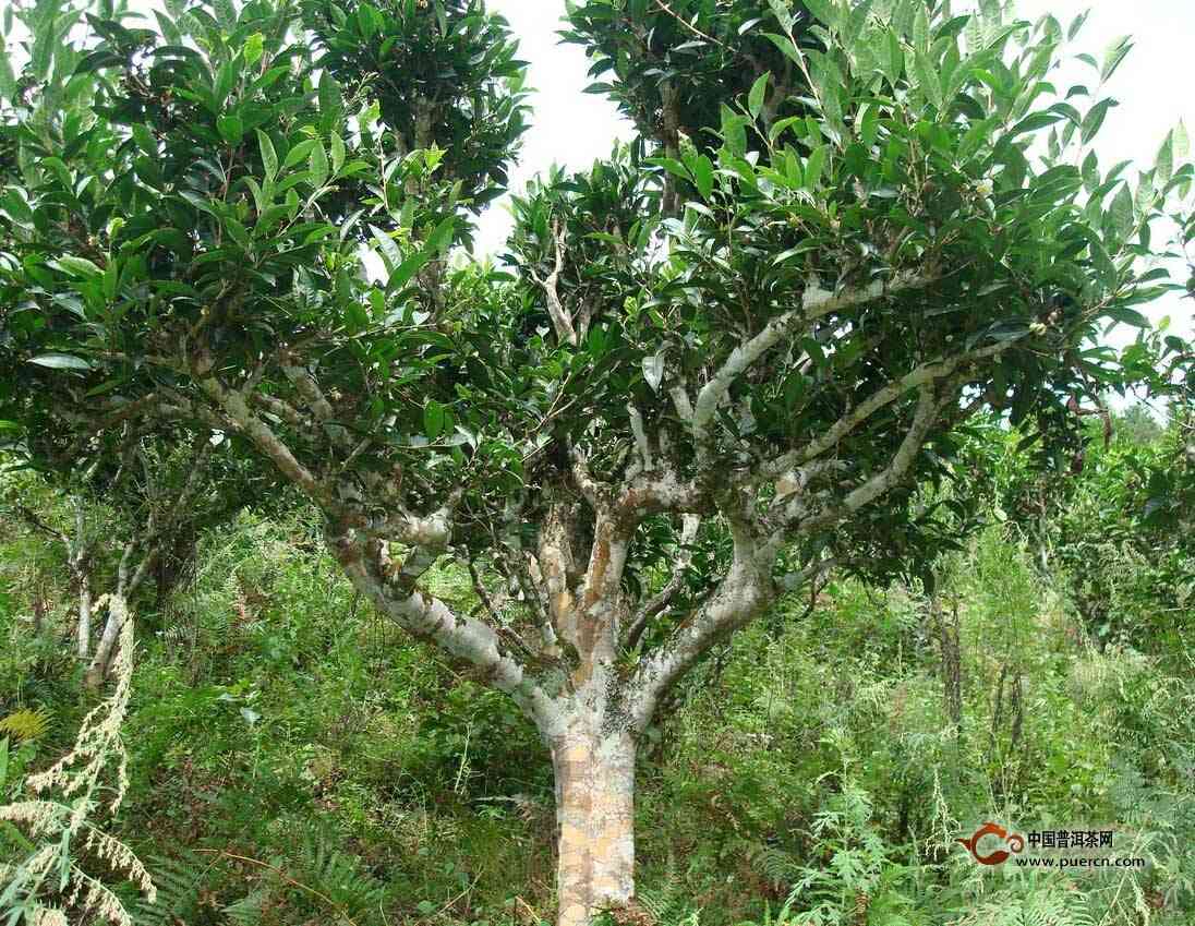 千家寨古树龙珠普洱茶生茶1颗价格