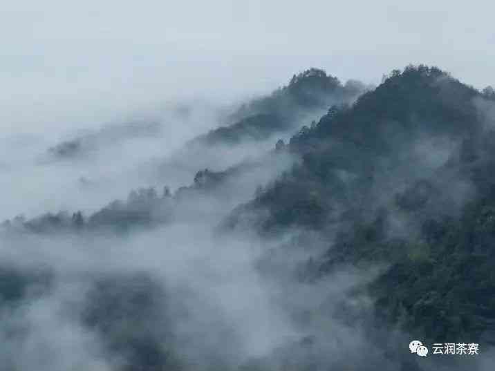 云南临沧邦东普洱茶批发价格表：优质货源，茶叶图片大全