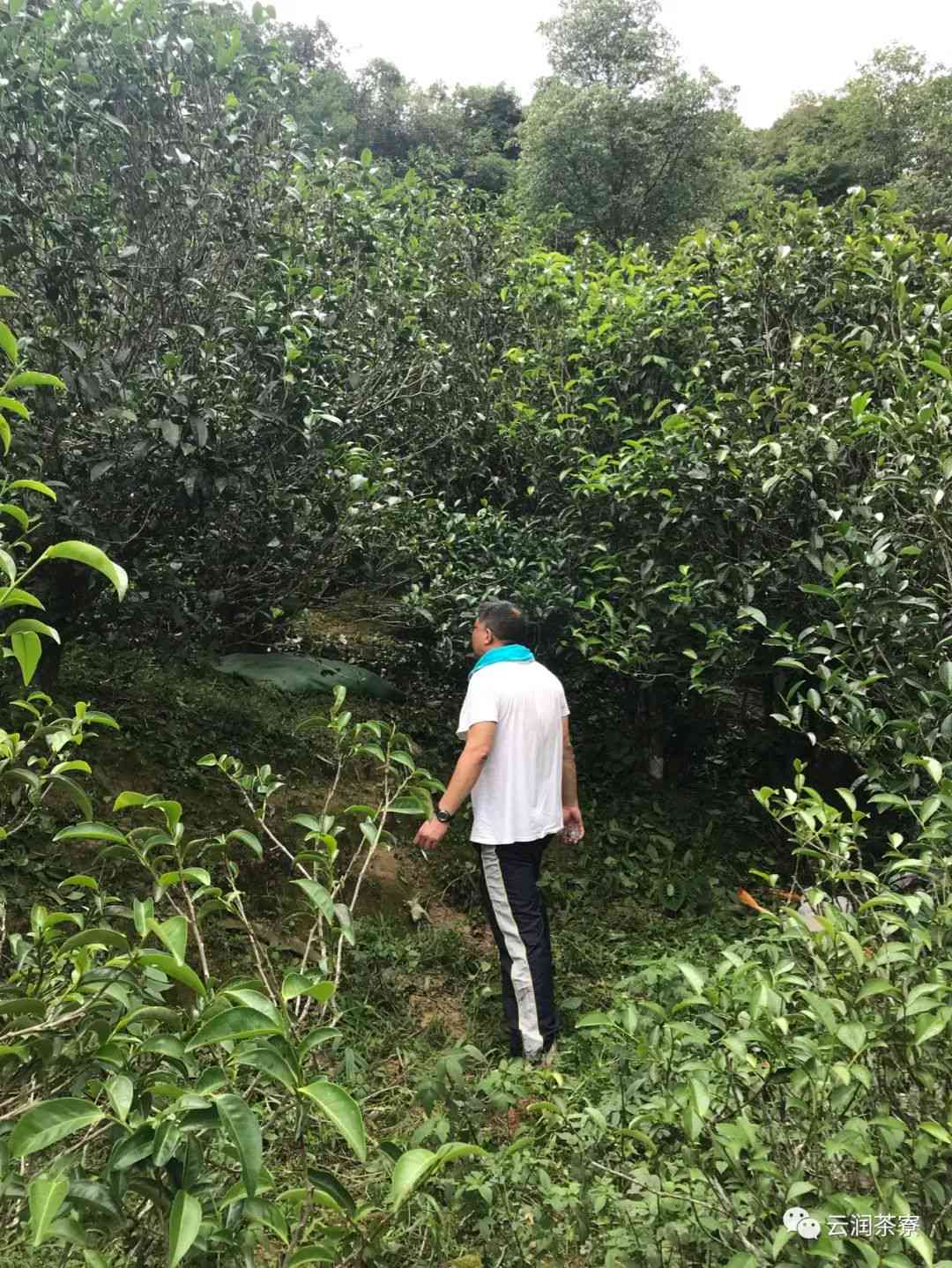 云南临沧邦东普洱茶批发价格表：优质货源，茶叶图片大全