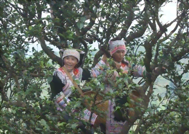  冰岛碎银子茶的分类及其制作工艺：普洱茶还是红茶？解答所有疑问