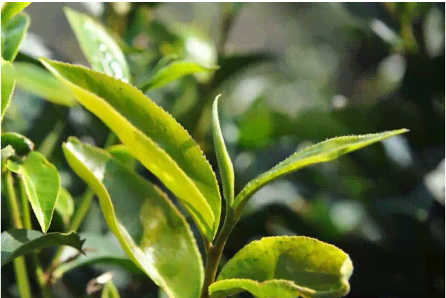 大益普洱茶大树小树老树的区别：普洱大树茶与小树茶的差异