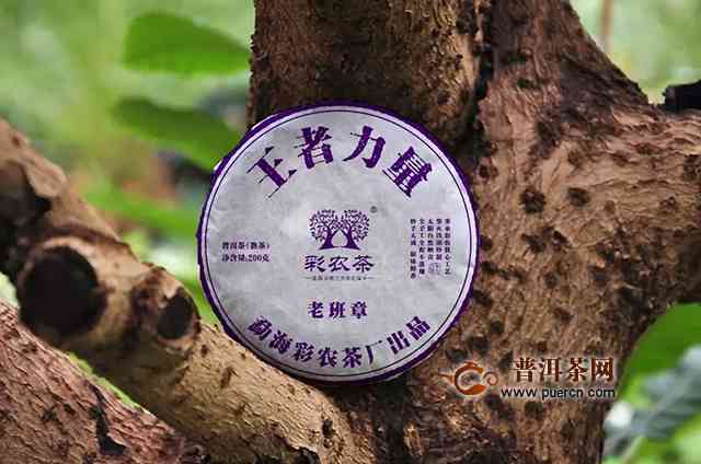 老班章古树熟茶的全面功效解析：从健保健到品质体验一次搞定！