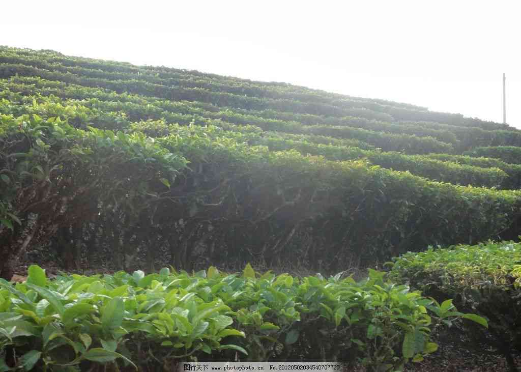 探寻云南普洱茶的起源与产地：揭秘中国最早茶叶种植地